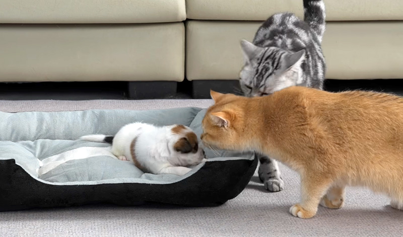 子犬を心配する猫達