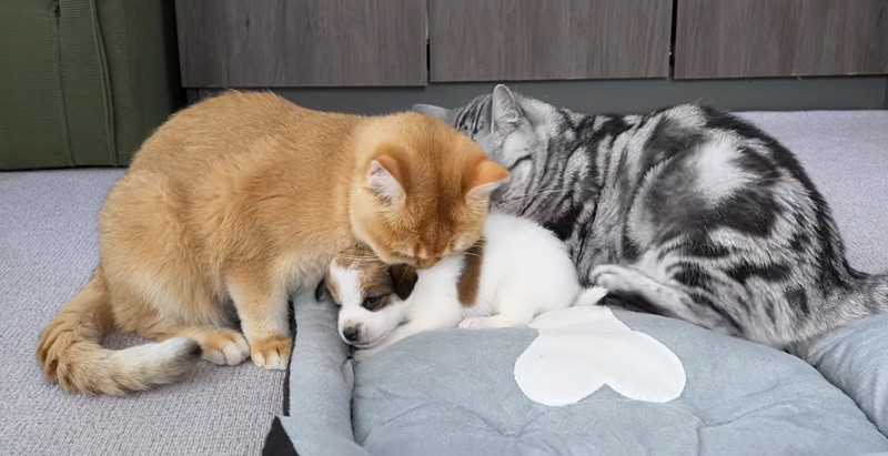 子犬を慰める猫達