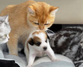 置き去りにされていたところを保護された子犬。母親を見つけられなくて泣き出すと… 猫達が寄り添って慰めてくれた