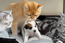 泣き出した子犬を慰める猫達