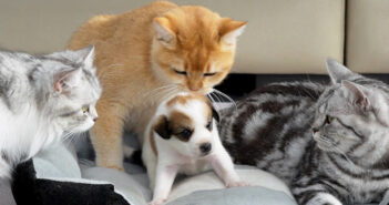 泣き出した子犬を慰める猫達