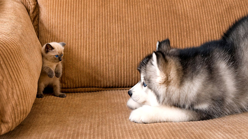 子猫に恋しちゃった子犬