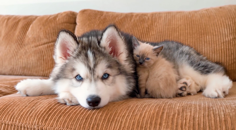 子犬にピッタリと寄り添う子猫