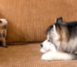 子猫に恋しちゃった子犬