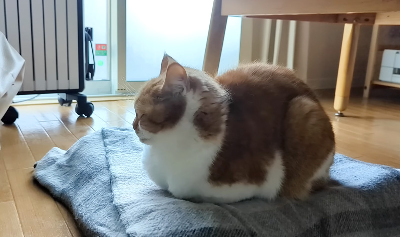 香箱座りする猫