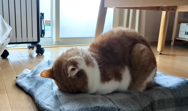 ごめん寝する猫
