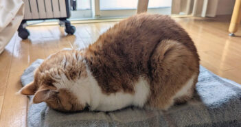 香箱座りからごめん寝になる猫
