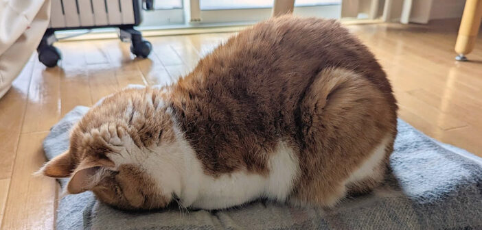 香箱座りからごめん寝になる猫