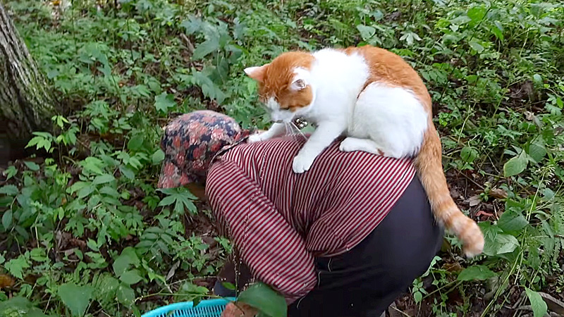 おばあちゃんの栗拾いのお手伝いをする猫