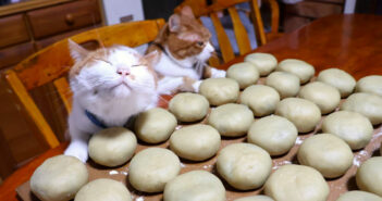 おばあちゃんと栗まんじゅうを作る猫達