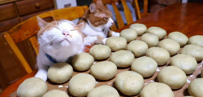おばあちゃんの栗拾いをお手伝いして、栗まんじゅう作りを応援する猫達。その懐かしさを感じる光景に自然と心が和む♡