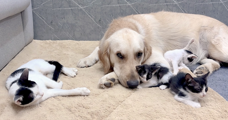 レトリバーに寄り添う子猫達