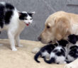 レトリバーが安全だと母猫に教える子猫達