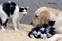 レトリバーが安全だと母猫に教える子猫達