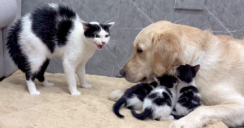 恐怖から愛情へ… 初対面のレトリバーが安全だと母猫に教える子猫達。母猫の警戒心が愛情に変わっていく姿に心が温まる レトリバーが安全だと母猫に教える子猫達