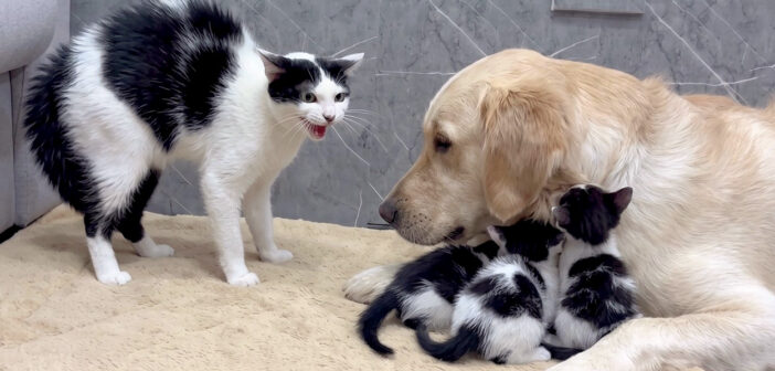 レトリバーが安全だと母猫に教える子猫達