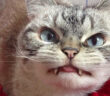 長い牙を持つ猫