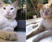行方不明になった妹猫を探すために家を出た兄猫。それから8ヶ月後に、兄妹そろって奇跡の帰宅を果たす！
