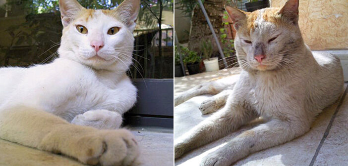 行方不明になった妹猫を探すために家を出た兄猫。それから8ヶ月後に、兄妹そろって奇跡の帰宅を果たす！