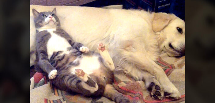 昼寝中の犬のお腹をコッソリ枕にしていた猫。そんな猫に犬が気付くと、まるでコントのような展開に ( *´艸｀)