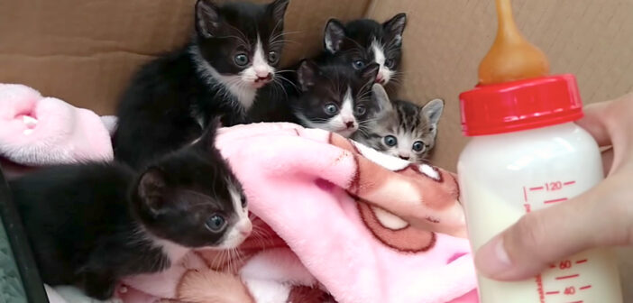 あんなに威嚇してたのに… ミルクを見せた途端にソワソワし出す子猫達。養育主さんの愛情に気づいて甘える姿にホッとする
