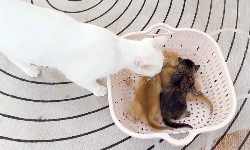 保護子猫達に出会った母猫
