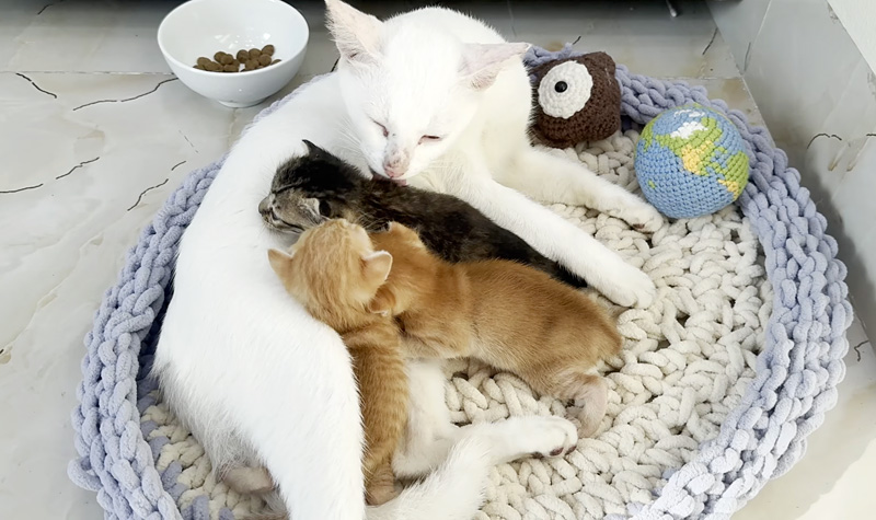 保護子猫達を迎え入れた母猫