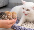 保護子猫達に出会った母猫