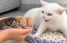 保護子猫達に出会った母猫