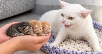 保護子猫達に出会った母猫