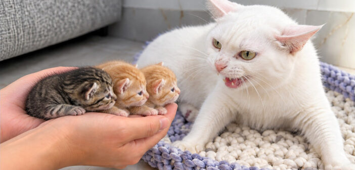 保護子猫達に出会った母猫