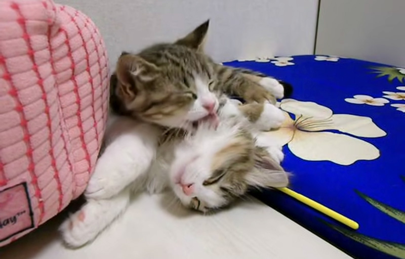 寝落ちした兄弟を起こそうと頑張る子猫