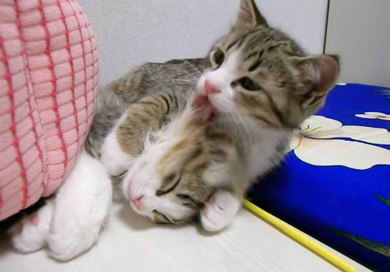 寝落ちした兄弟を起こそうと頑張る子猫