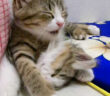 寝落ちした兄弟を起こそうと頑張る子猫