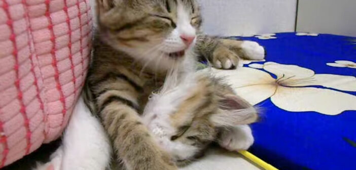 「寝ちゃダメ！」強い眠気にダウンしちゃった子猫と遊び足りない子猫。何とかして起こそうと頑張ると… 大変なことに♡