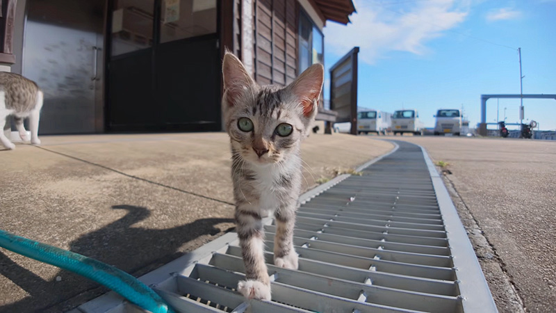 近づいてきた子猫