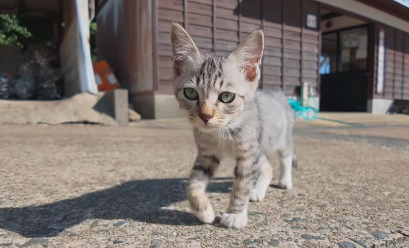 ついてくる子猫