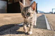 猫島のフェリー乗り場付近をトコトコ歩く子猫