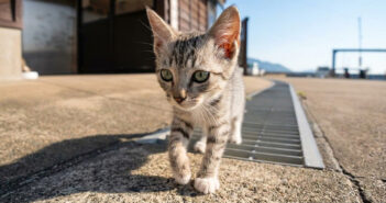 猫島のフェリー乗り場付近をトコトコ歩く子猫