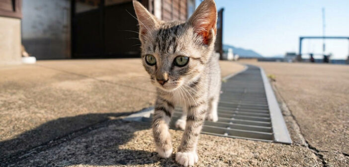 猫島のフェリー乗り場付近をトコトコ歩く子猫