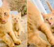 猫の親子
