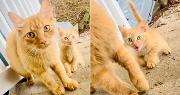 猫の親子