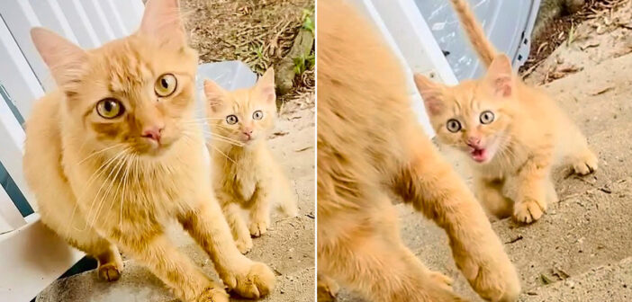 猫の親子