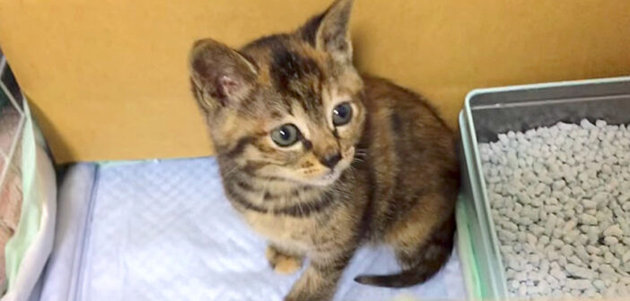 母親を呼び、何時間も鳴き続けていた子猫。優しい家族に保護されるととっても安心したようで、幸せいっぱいの変化が