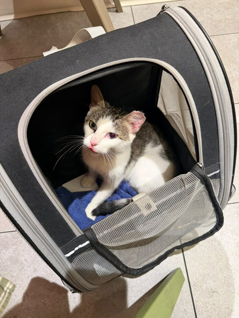 保護されたオッドアイの猫