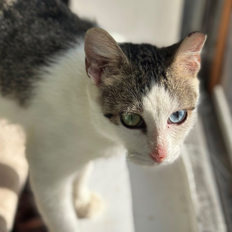 見つめる猫