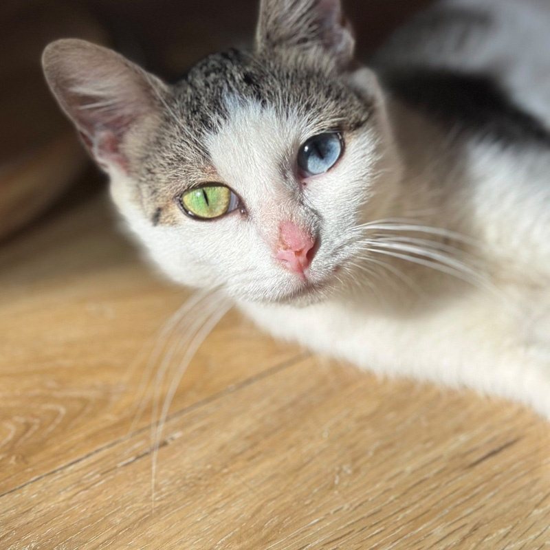 日向ぼっこするオッドアイの猫