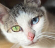 妊娠した体で保護されたオッドアイの子猫