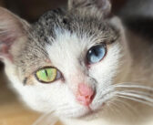 妊娠した体で保護されたオッドアイの子猫。全ての困難を乗り越えて、幸せそうに暖かい日差しを楽しむ姿に心が温まる