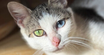 妊娠した体で保護されたオッドアイの子猫
